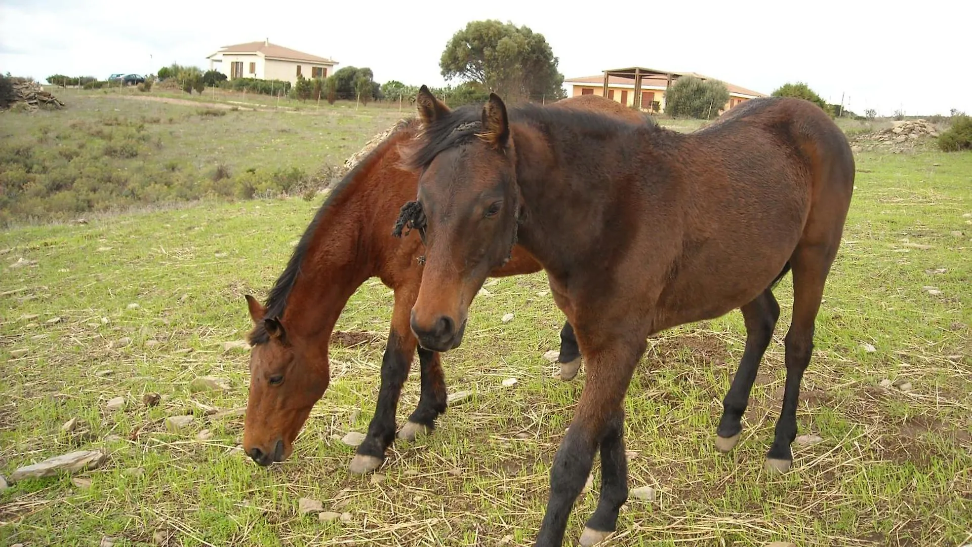 Alojamento de Turismo Rural Agriturismo Depalmas Stintino