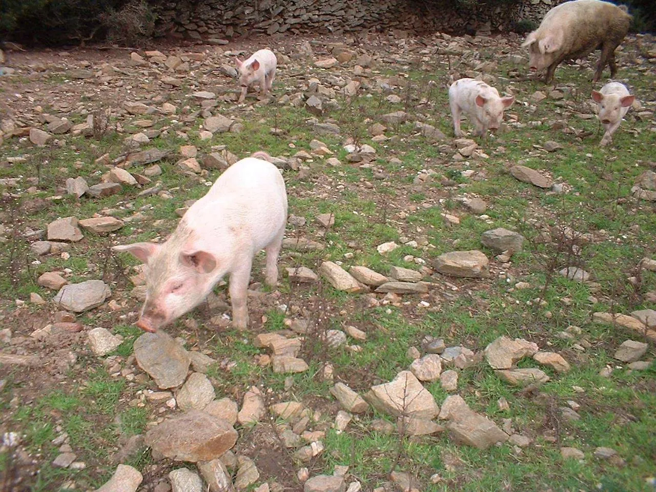 Agriturismo Depalmas Stintino Itália